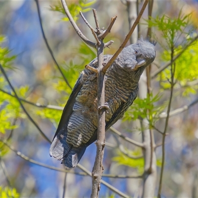 Callocephalon fimbriatum (Gang-gang Cockatoo) at Cook, ACT - 22 Sep 2025 by Rheardy