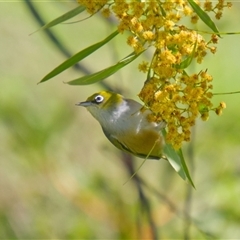 Zosterops lateralis (Silvereye) at Cook, ACT - 22 Sep 2025 by Rheardy