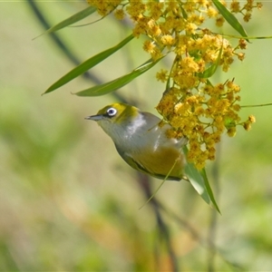 Zosterops lateralis (Silvereye) at Cook, ACT - 22 Sep 2025 by Rheardy