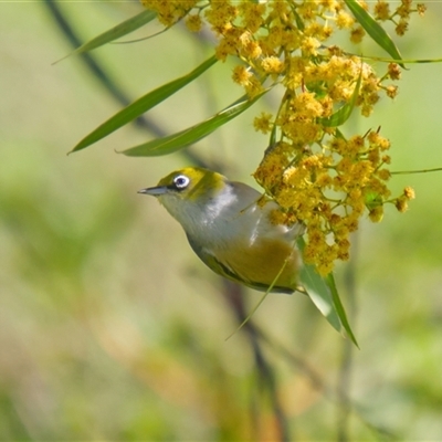 Zosterops lateralis (Silvereye) at Cook, ACT - 22 Sep 2025 by Rheardy