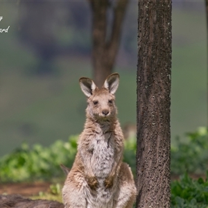 Macropus giganteus (Eastern Grey Kangaroo) at Cook, ACT - 22 Sep 2025 by Rheardy