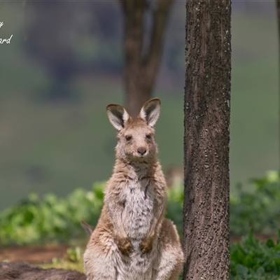 Macropus giganteus (Eastern Grey Kangaroo) at Cook, ACT - 22 Sep 2025 by Rheardy