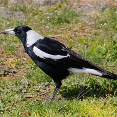 Gymnorhina tibicen (Australian Magpie) at Cook, ACT - 22 Sep 2025 by Rheardy