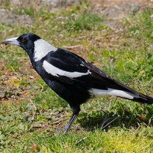 Gymnorhina tibicen (Australian Magpie) at Cook, ACT - 22 Sep 2025 by Rheardy