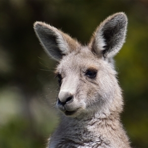Macropus giganteus (Eastern Grey Kangaroo) at Cook, ACT - 22 Sep 2025 by Rheardy
