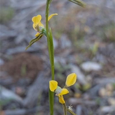 Diuris sp. at  - suppressed by HelenCross