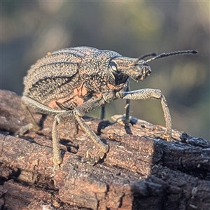Leptopius duponti by HelenCross