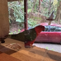 Alisterus scapularis (Australian King-Parrot) at Mount Dandenong, VIC - 21 Sep 2025 by Hejor1