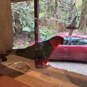 Alisterus scapularis (Australian King-Parrot) at Mount Dandenong, VIC - 21 Sep 2025 by Hejor1