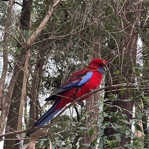 Platycercus elegans (Crimson Rosella) at Kalorama, VIC - 21 Sep 2025 by Hejor1