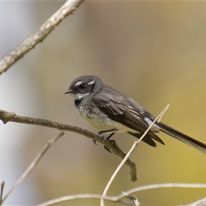 Rhipidura albiscapa (Grey Fantail) at Cook, ACT - 22 Sep 2025 by Rheardy