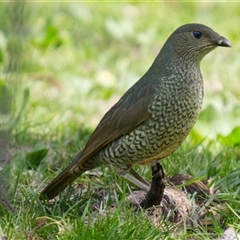Ptilonorhynchus violaceus (Satin Bowerbird) at Cook, ACT - 22 Sep 2025 by Rheardy
