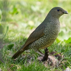 Ptilonorhynchus violaceus (Satin Bowerbird) at Cook, ACT - 22 Sep 2025 by Rheardy