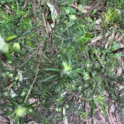 Cassinia (genus) at Olinda, VIC - 21 Sep 2025 by Hejor1