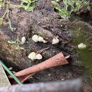 zz flat polypore - white(ish) at Kalorama, VIC - 21 Sep 2025 by Hejor1