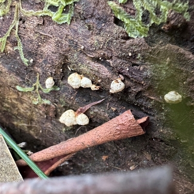 zz flat polypore - white(ish) at Kalorama, VIC - 21 Sep 2025 by Hejor1