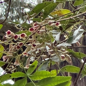 Pandorea pandorana at Kalorama, VIC - 21 Sep 2025 by Hejor1