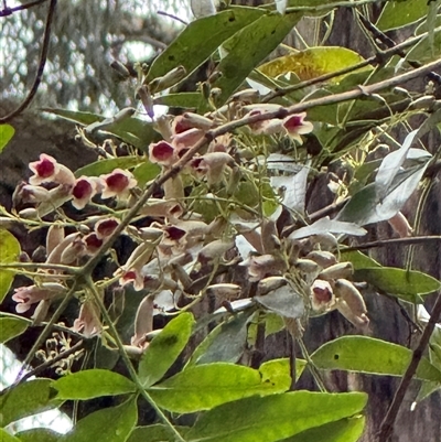 Pandorea pandorana at Kalorama, VIC - 21 Sep 2025 by Hejor1