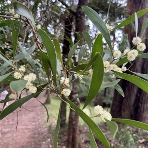 Acacia melanoxylon at Kalorama, VIC - 21 Sep 2025 by Hejor1
