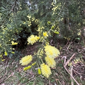 Acacia dealbata subsp. dealbata at Kalorama, VIC - 21 Sep 2025 by Hejor1