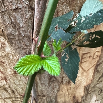 Rubus anglocandicans at Kalorama, VIC - 21 Sep 2025 by Hejor1