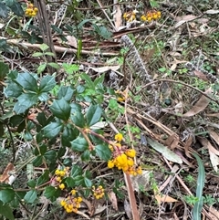 Berberis vulgaris at Kalorama, VIC - 21 Sep 2025 by Hejor1