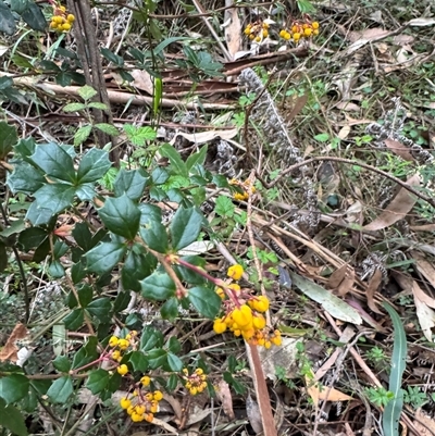 Berberis vulgaris at Kalorama, VIC - 21 Sep 2025 by Hejor1