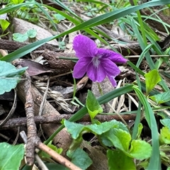 Viola sp. at Mount Dandenong, VIC - 21 Sep 2025 by Hejor1