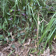 Hardenbergia violacea at Mount Dandenong, VIC - 21 Sep 2025 by Hejor1
