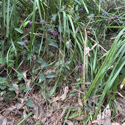Hardenbergia violacea at Mount Dandenong, VIC - 21 Sep 2025 by Hejor1