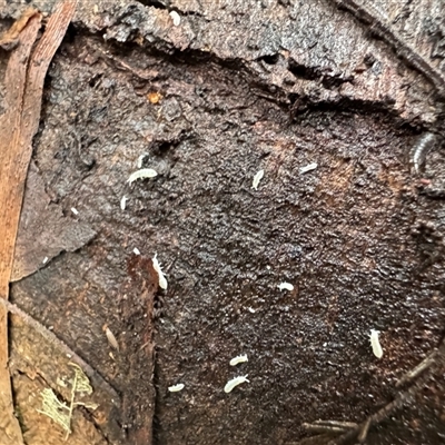 Collembola (class) (Springtail) at Mount Dandenong, VIC - 21 Sep 2025 by Hejor1