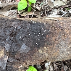 Collembola (class) at Mount Dandenong, VIC - 21 Sep 2025 07:58 AM