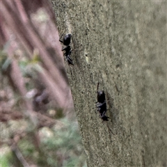 Anonychomyrma sp. (genus) (Black Cocktail Ant) at Mount Dandenong, VIC - 21 Sep 2025 by Hejor1