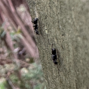 Anonychomyrma sp. (genus) (Black Cocktail Ant) at Mount Dandenong, VIC - 21 Sep 2025 by Hejor1