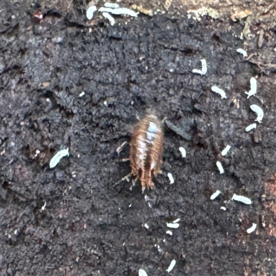 Porcellio scaber at Mount Dandenong, VIC - 21 Sep 2025 by Hejor1