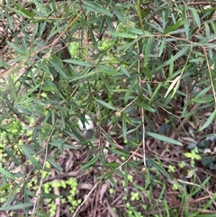 Leptospermum (genus) at Mount Dandenong, VIC - 21 Sep 2025 by Hejor1