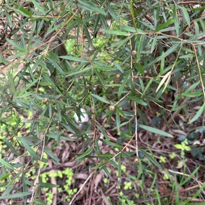 Leptospermum (genus) at Mount Dandenong, VIC - 21 Sep 2025 by Hejor1