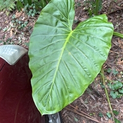 Alocasia brisbanensis (Cunjevoi, Spoon Lily) at Mount Dandenong, VIC - 21 Sep 2025 by Hejor1
