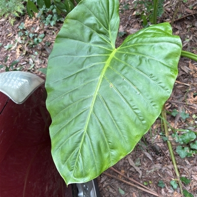 Alocasia brisbanensis (Cunjevoi, Spoon Lily) at Mount Dandenong, VIC - 21 Sep 2025 by Hejor1
