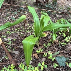 Dianella tasmanica at Mount Dandenong, VIC - 21 Sep 2025 by Hejor1