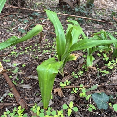 Dianella tasmanica at Mount Dandenong, VIC - 21 Sep 2025 by Hejor1