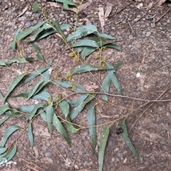 Eucalyptus globulus subsp. bicostata at Mount Dandenong, VIC - 21 Sep 2025 by Hejor1