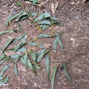 Eucalyptus globulus subsp. bicostata at Mount Dandenong, VIC - 21 Sep 2025 by Hejor1