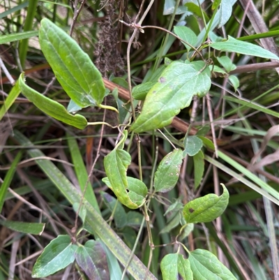 Clematis (genus) at Mount Dandenong, VIC - 21 Sep 2025 by Hejor1