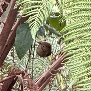 Sericornis magnirostra (Large-billed Scrubwren) at Mount Dandenong, VIC - 21 Sep 2025 by Hejor1