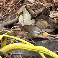 Sericornis frontalis (White-browed Scrubwren) at Mount Dandenong, VIC - 21 Sep 2025 by Hejor1