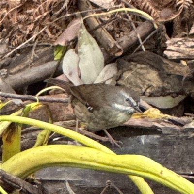 Sericornis frontalis (White-browed Scrubwren) at Mount Dandenong, VIC - 21 Sep 2025 by Hejor1