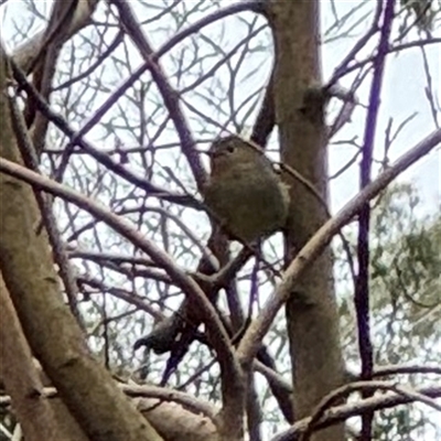 Sericornis magnirostra (Large-billed Scrubwren) at Mount Dandenong, VIC - 21 Sep 2025 by Hejor1