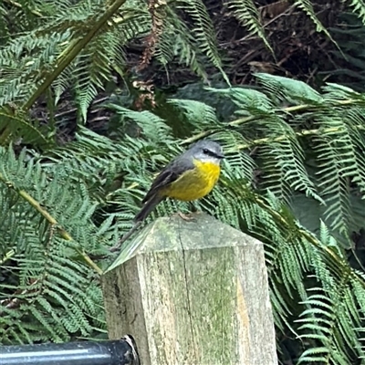 Eopsaltria australis (Eastern Yellow Robin) at Mount Dandenong, VIC - 21 Sep 2025 by Hejor1
