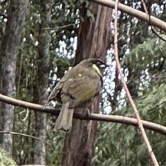 Meliphaga lewinii (Lewin's Honeyeater) at Mount Dandenong, VIC - 21 Sep 2025 by Hejor1